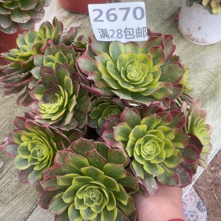 2670二号棚奶白多肉A