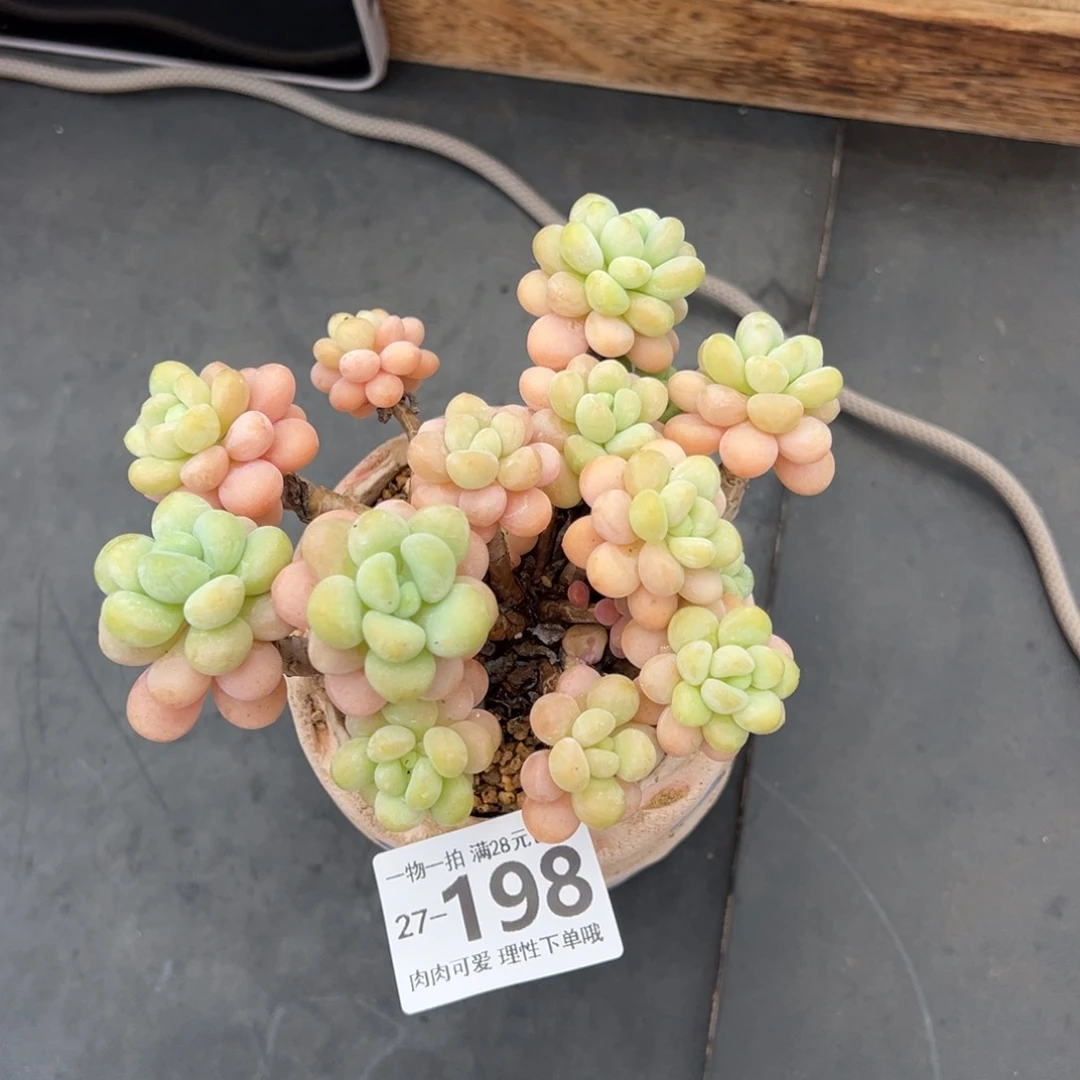 洛可可多肉多肉多肉多肉