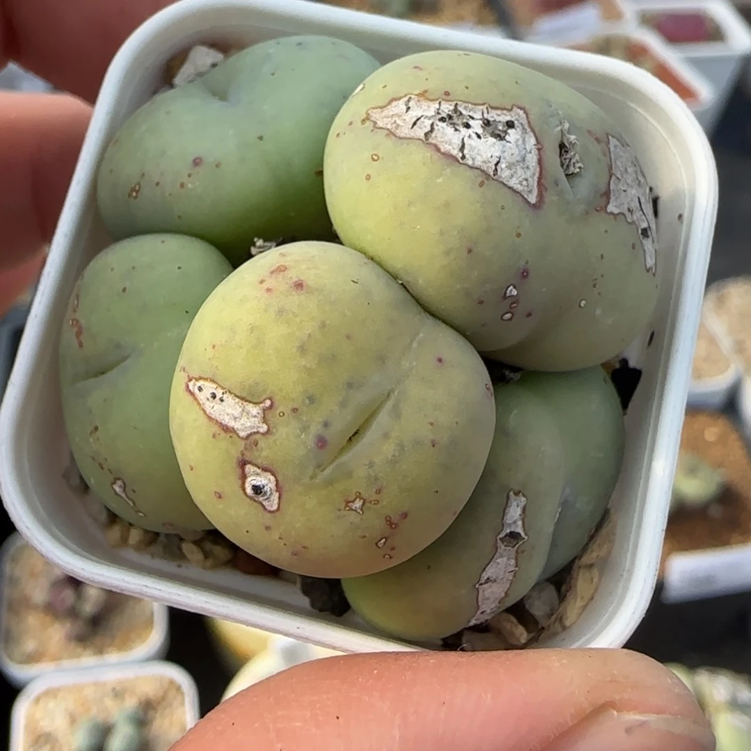 多肉新年大福5天白花大G80号