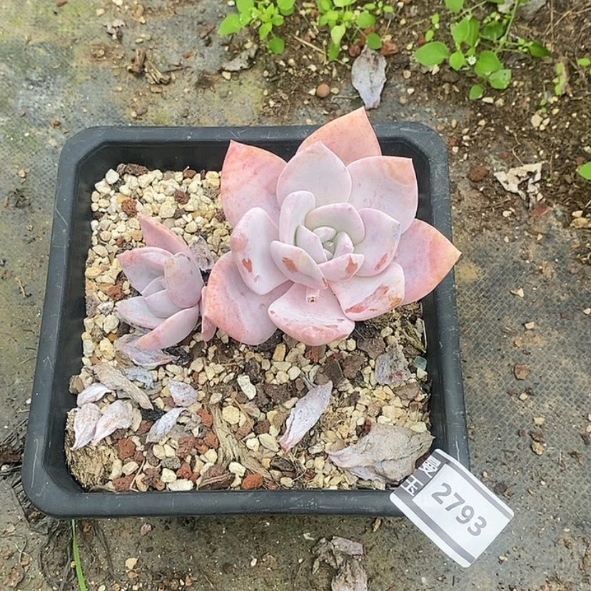 【闪购商品】b****茶红茶2793