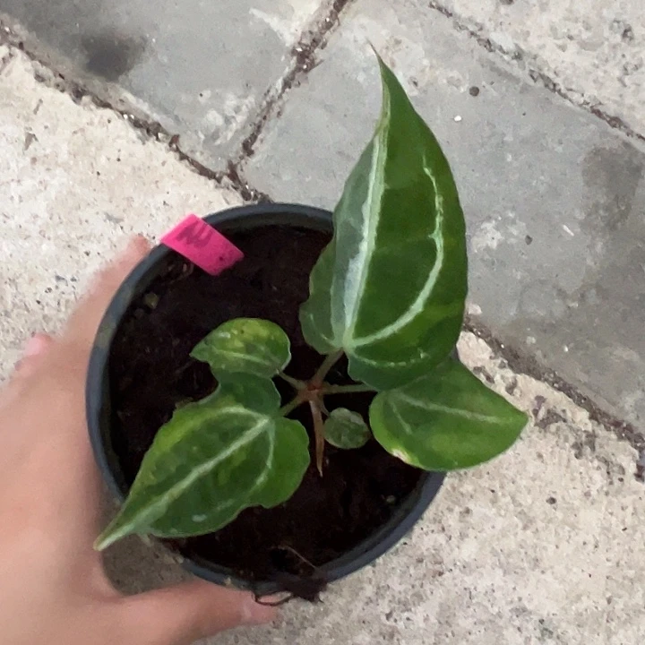 完全开放水晶锦（不包锦）