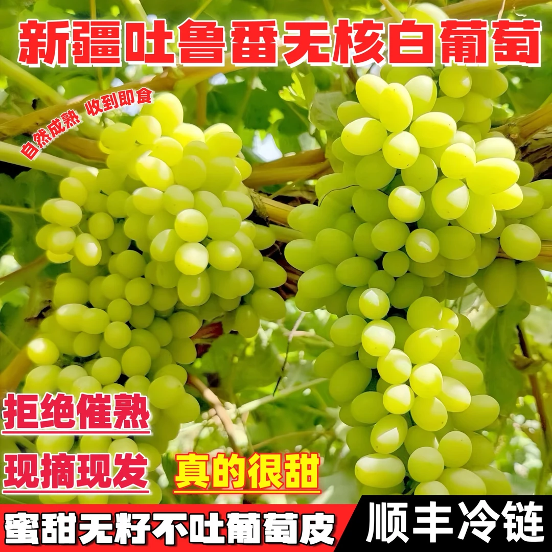 【顺丰冷链】新疆吐鲁番无核白葡萄马奶葡萄小蜜蜂新鲜当季水果顺丰包邮新疆维吾尔自治区