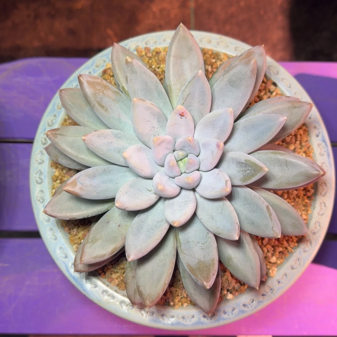 焦糖体 哥特 单头23cm