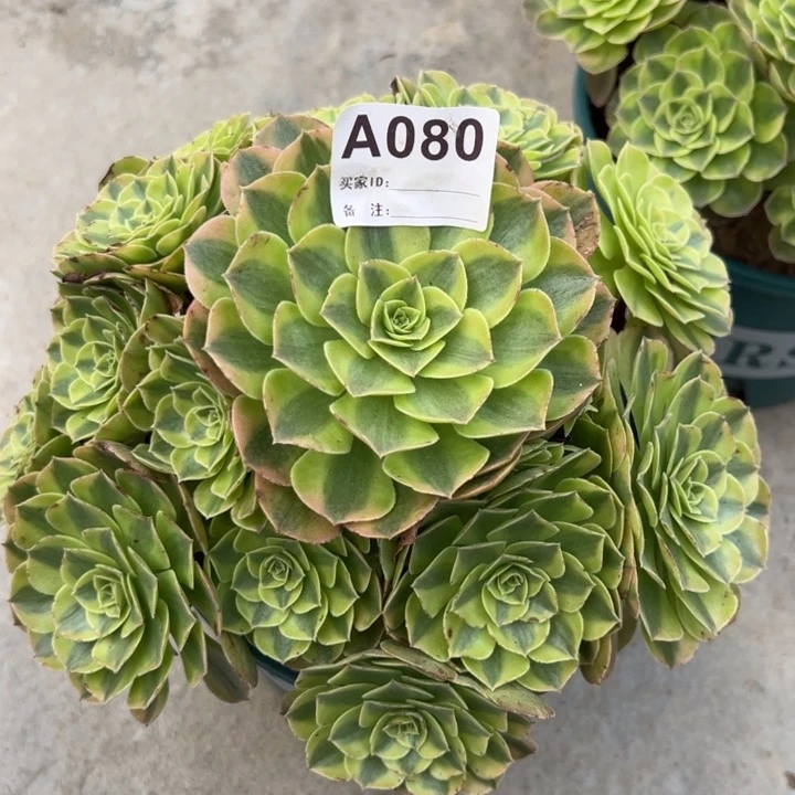 080雨荷22厘米左右