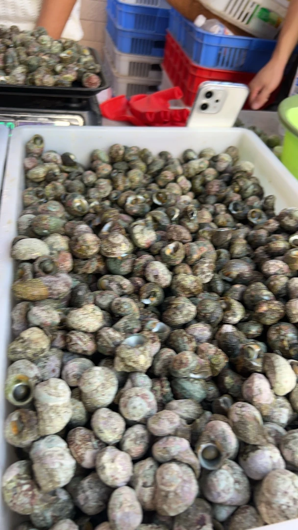 特大苦螺顺丰快递，活发吐水属正常