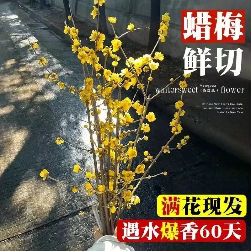 干枝腊梅水培鲜切花耐寒好养遇水开花浓香型年宵花卉（拍三送二）