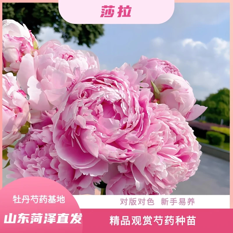 【莎拉—芍药种苗】秋天发货  菏泽芍药种植基地现挖直发 包对版