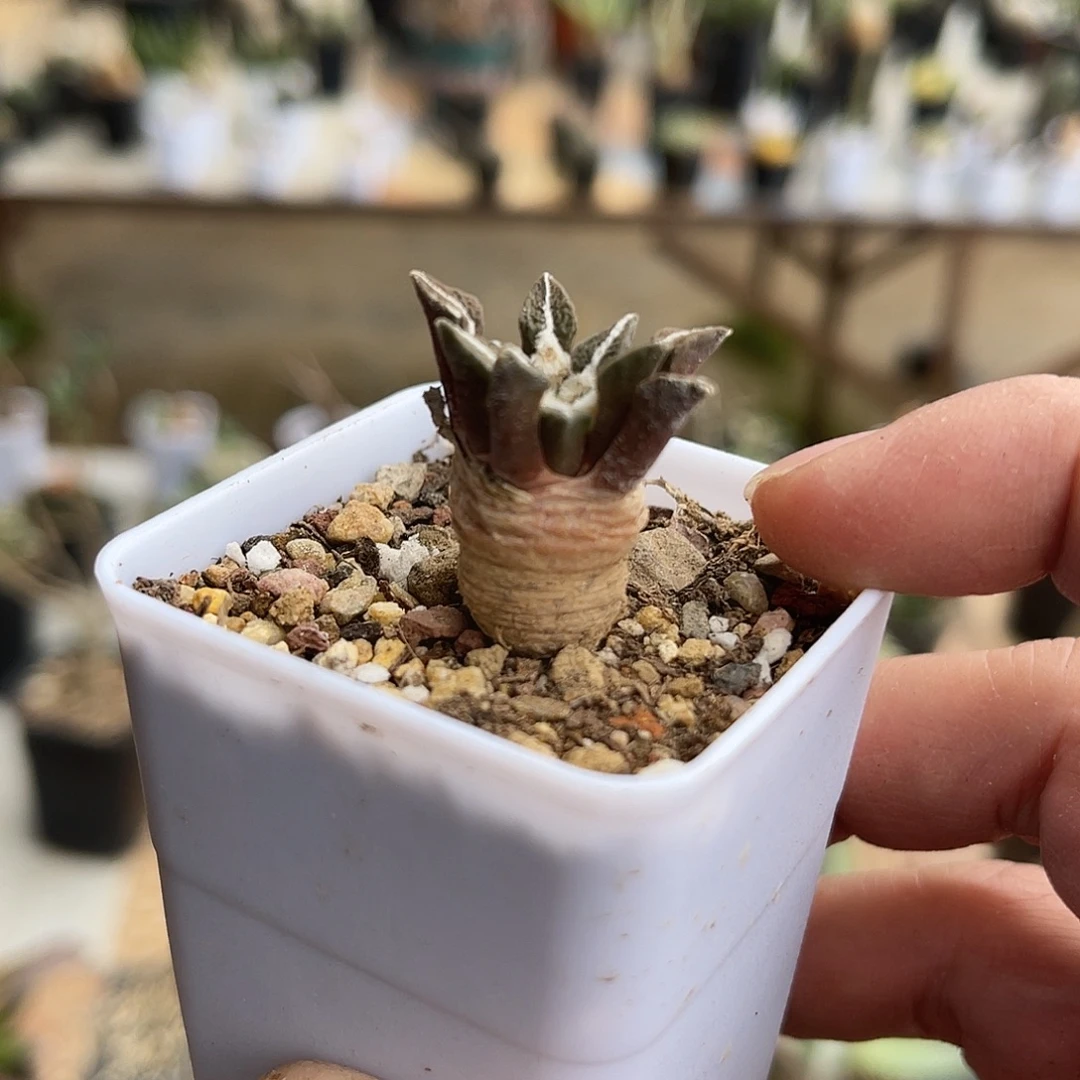 实生黑牡丹一物一拍