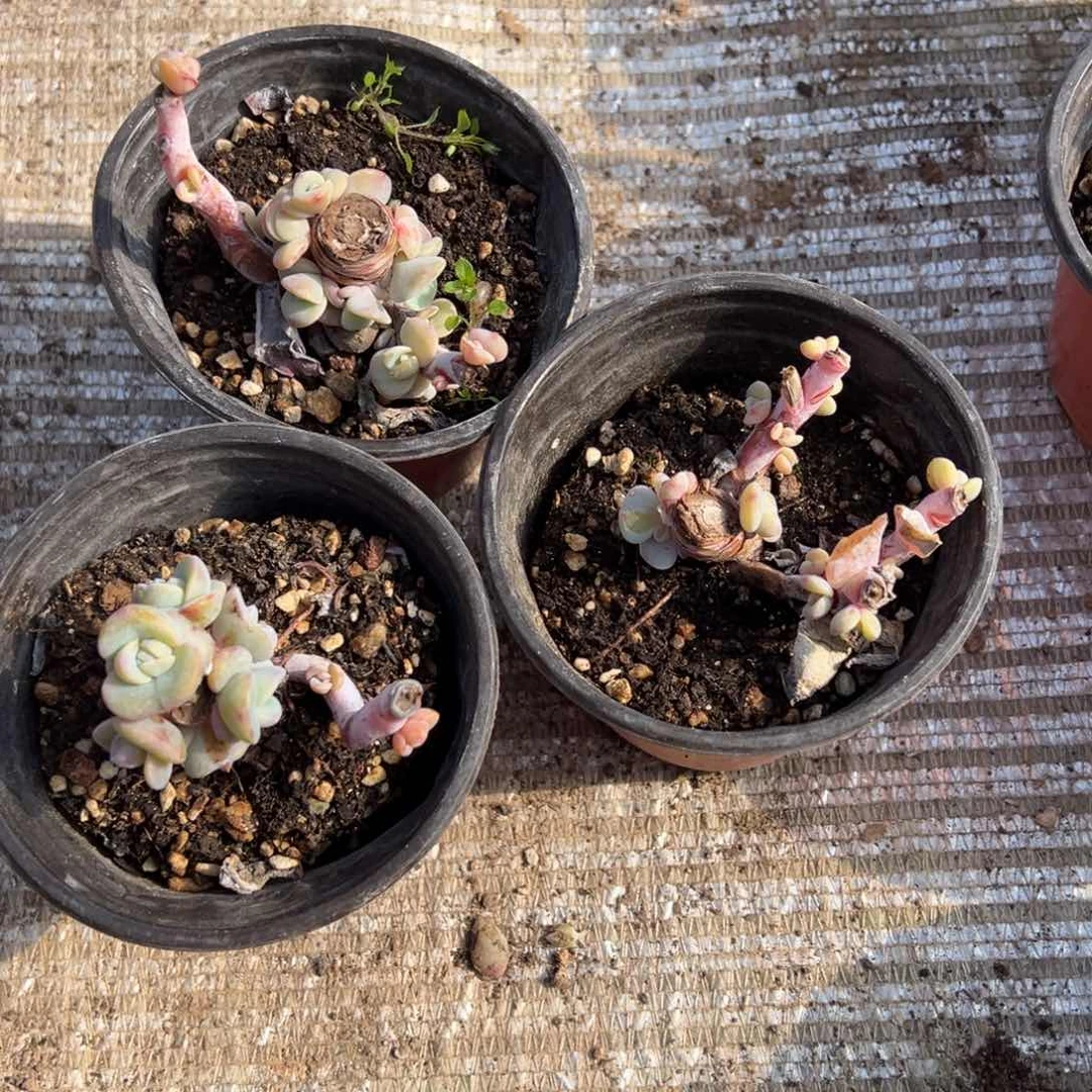 好****吧多肉植物，多肉植物