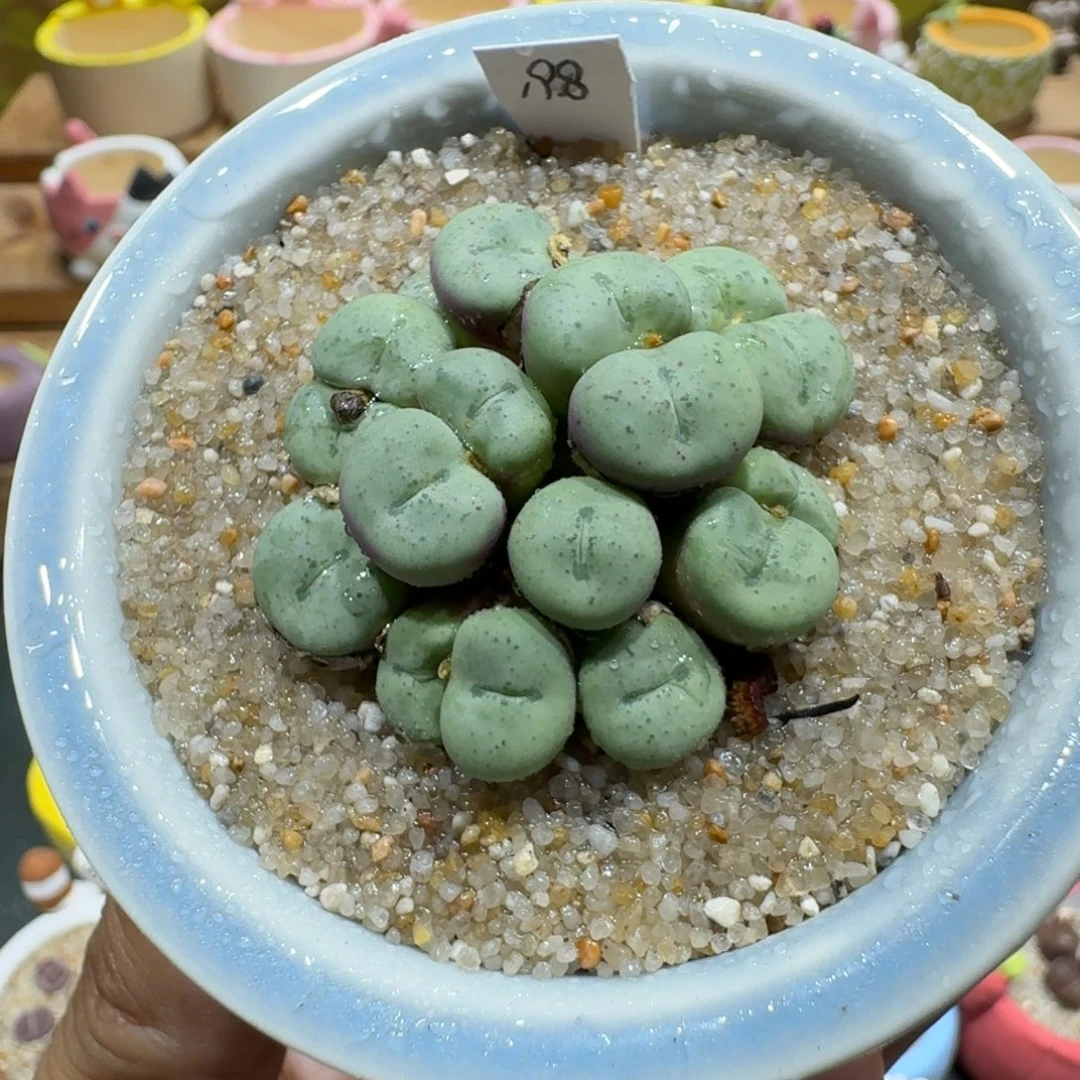 蘑菇1214肉锥群多肉植物