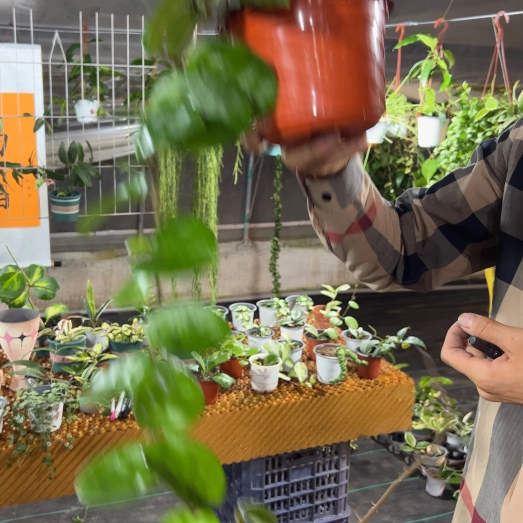 秋***虫无花朵克林顿球兰大苗