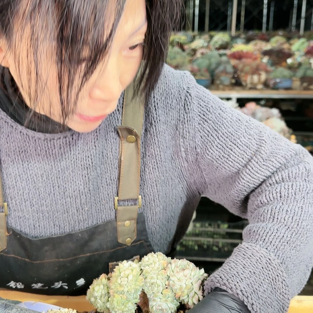 婷*婷姐，冰魄缀➕盆468       肉