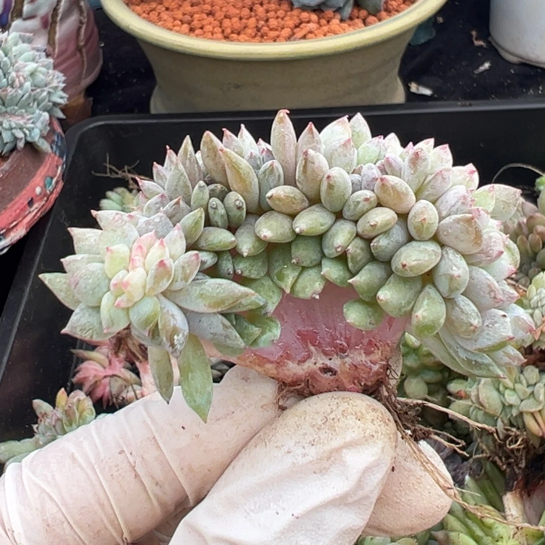 星影 新年快乐 新年快乐