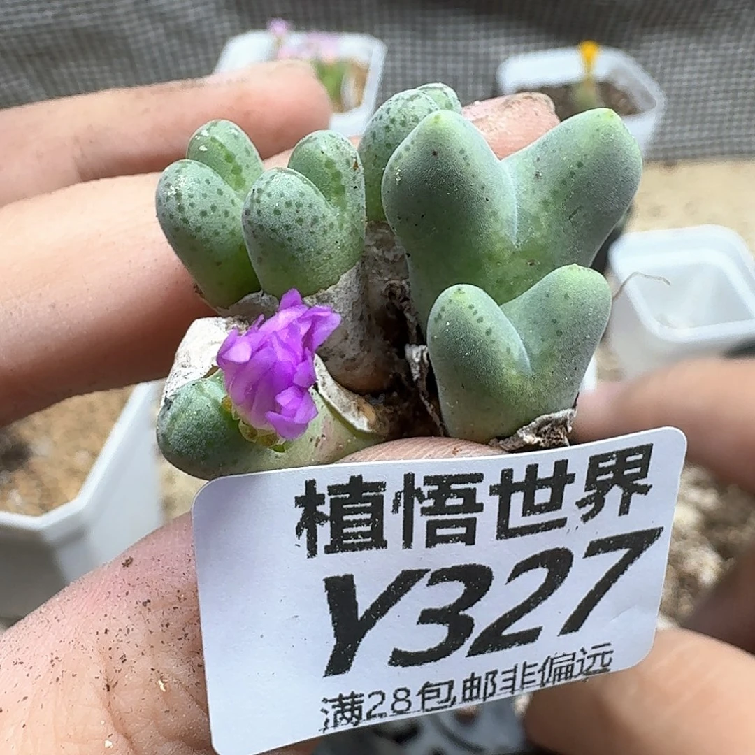 多肉植物的日子去ff