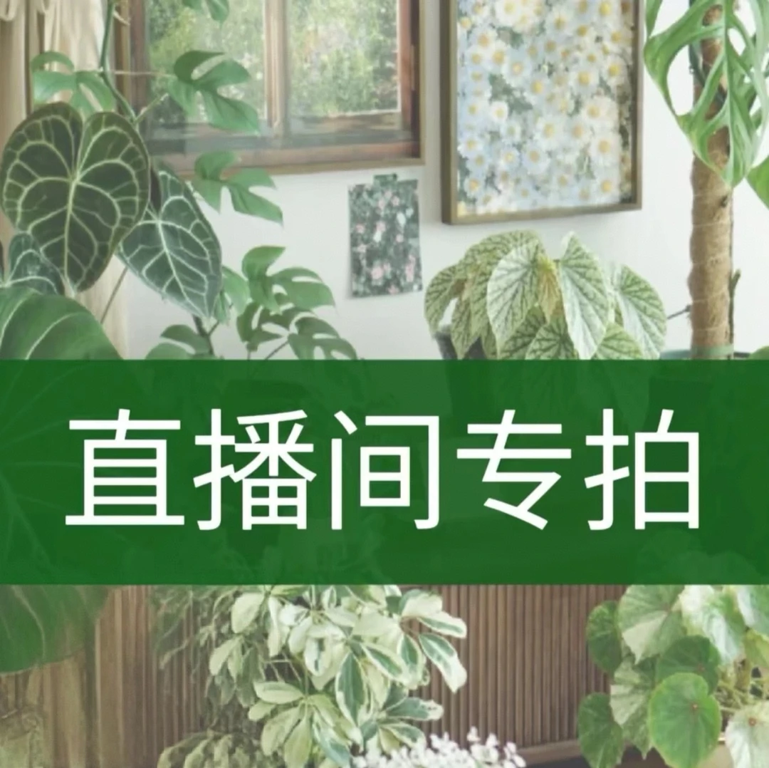 直播间一物一拍网红好养室内大型绿植送货上门基地原盆鲜活环境