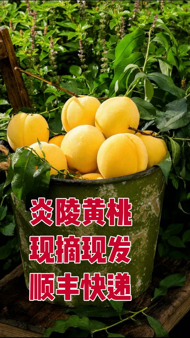 精选湖南炎陵高山当季新鲜黄桃脆甜多汁现采现发软吃更美味