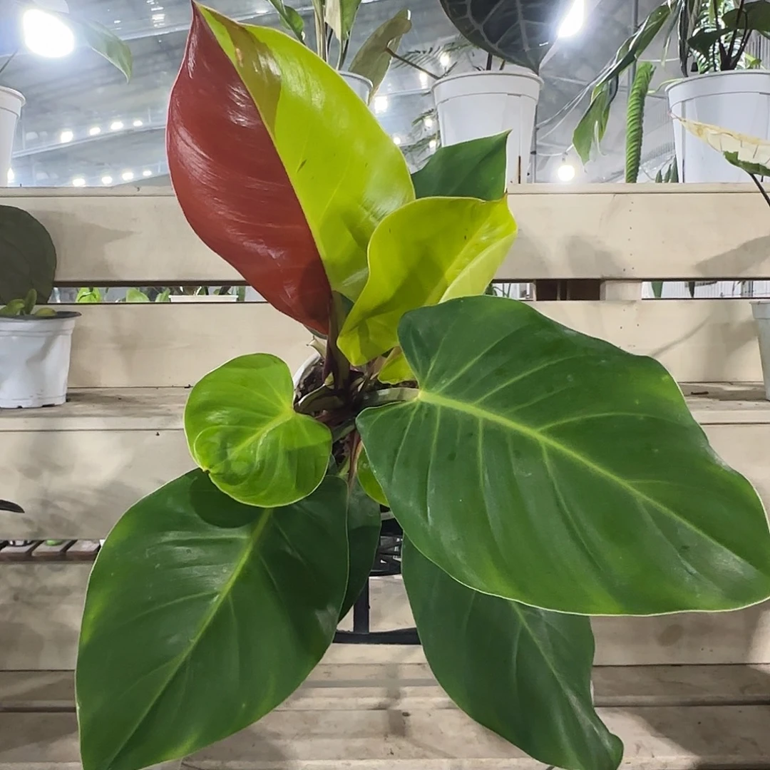 无花朵嵌合体蔓绿绒