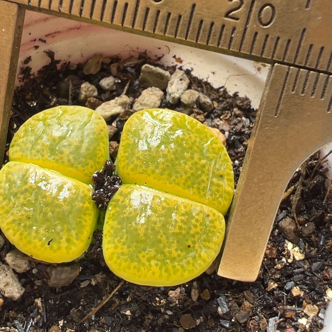 绿弁天多肉植物百科