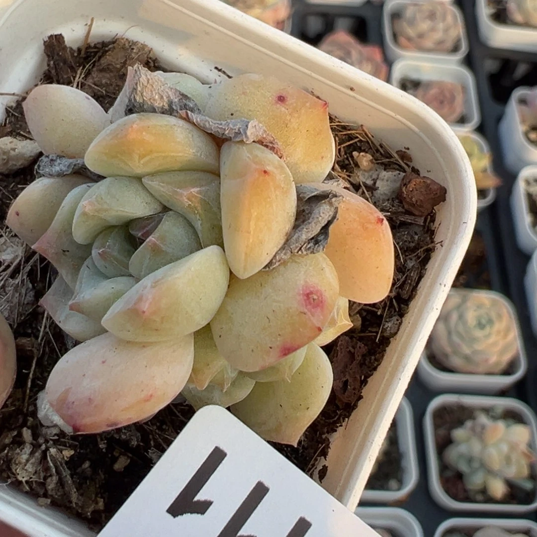 小卡拉米糖心一物一拍3-111