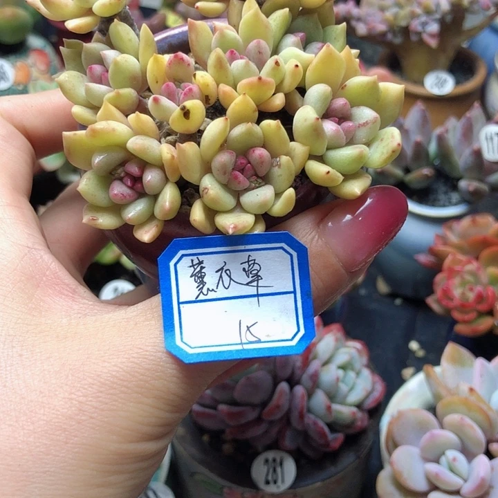 薰衣草           1