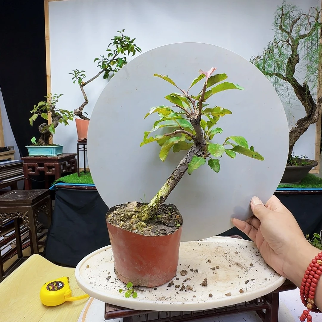 不***人无花朵棠梨地方货架看看看