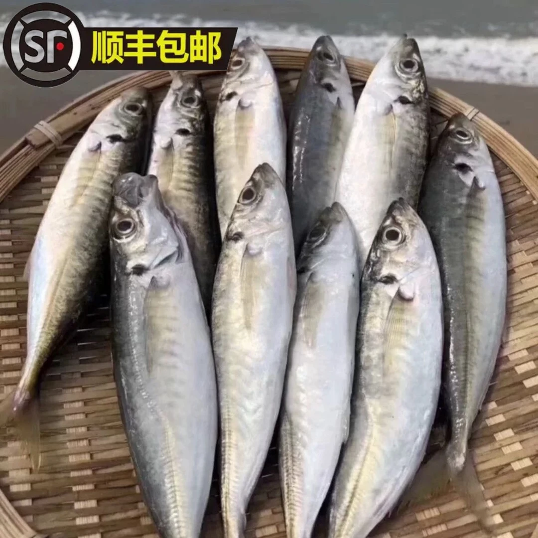 福建泉州东海肥大巴浪鱼新鲜冷冻海捕精选推荐热卖批发顺丰包邮