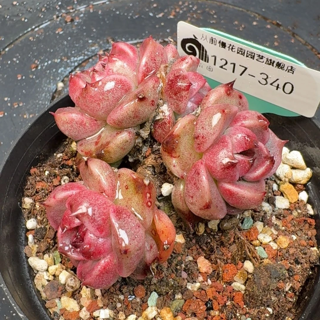 从前慢多肉精选编号1217.340