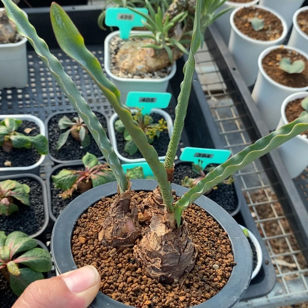 波叶雪莲产地多肉植物