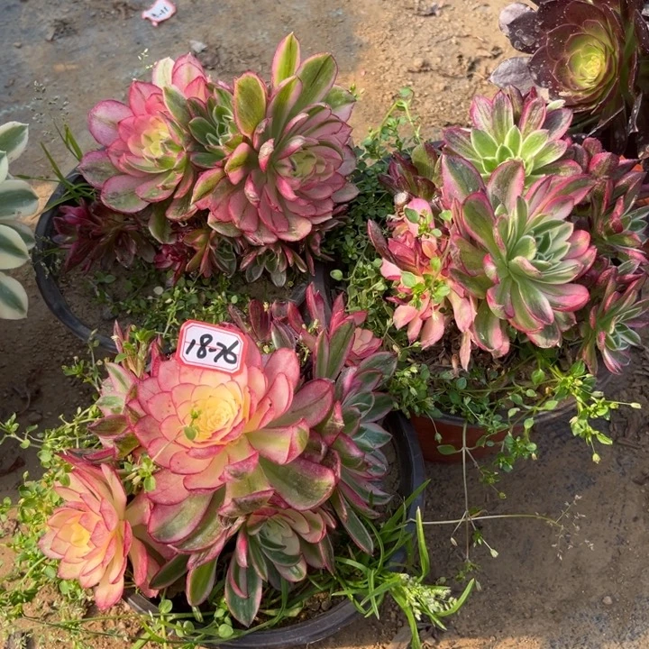 18-76海王亮牌2有砍过不包售后多肉植物