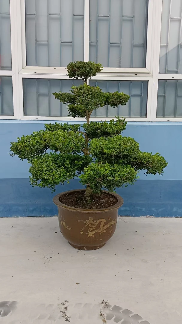 庭院造型瓜子黄杨树四季长青不落叶