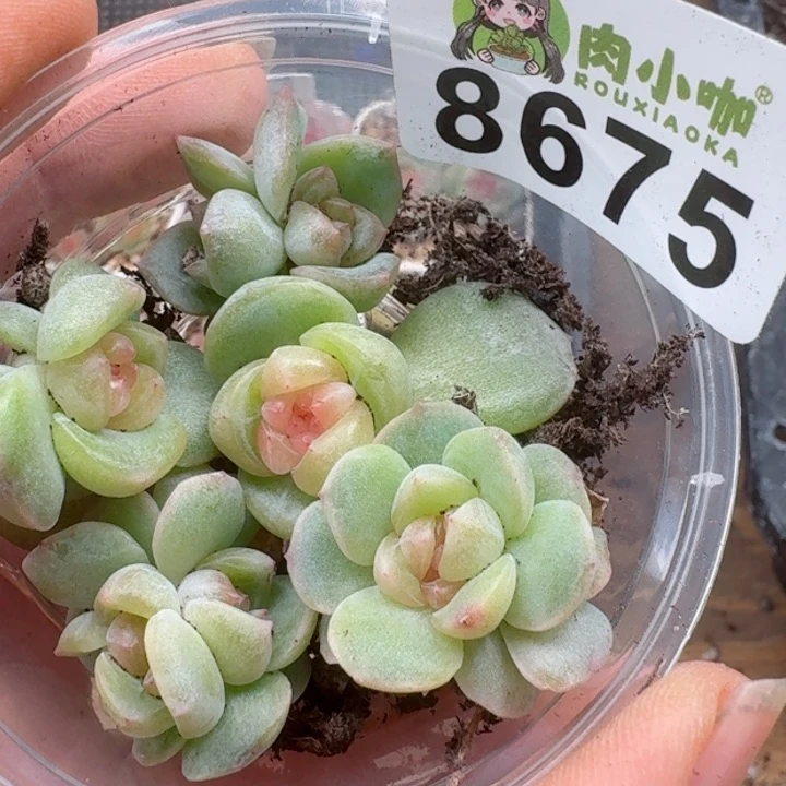 多肉植物多肉植物