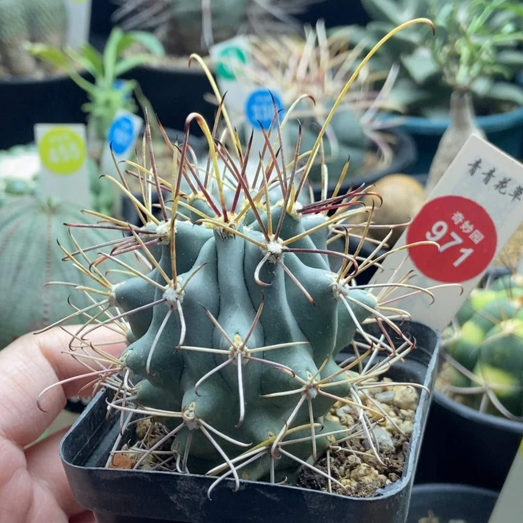 实生黑罗刹一颗仙人球