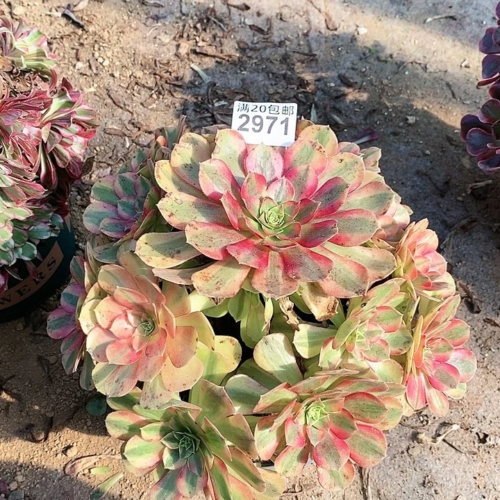 2971 一颗雨何法师