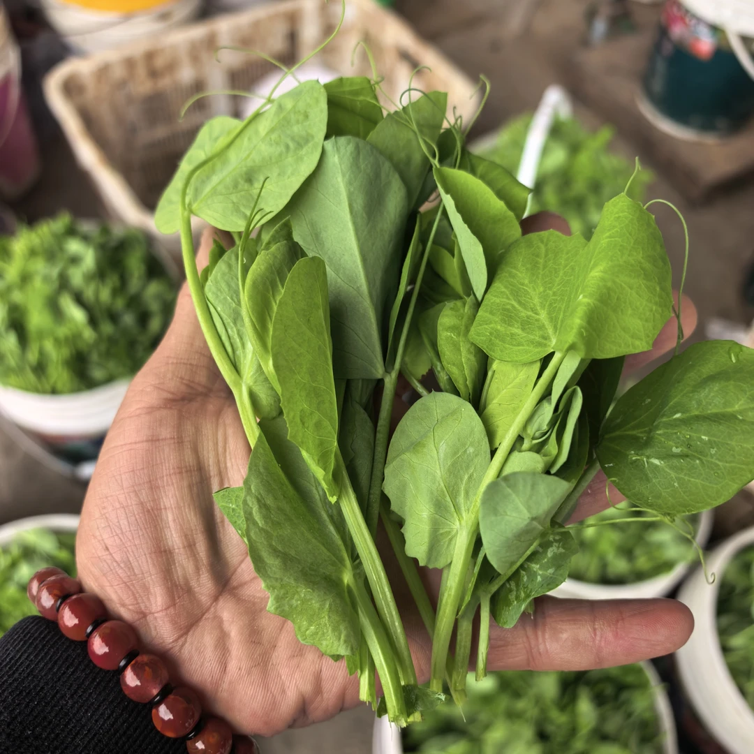 冷链包邮豌豆尖贵州当季新鲜采摘豌豆尖豆苗豌豆芽的鲜嫩蔬菜火锅