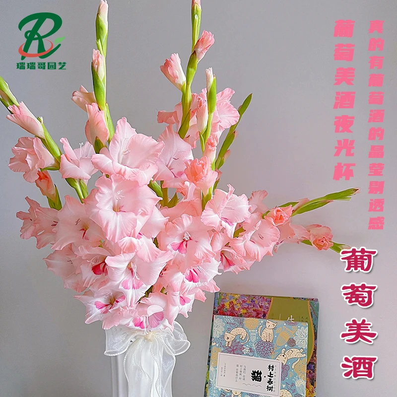 到手5颗精品【葡萄美酒】剑兰唐菖蒲荷兰进口种球室内阳台庭院