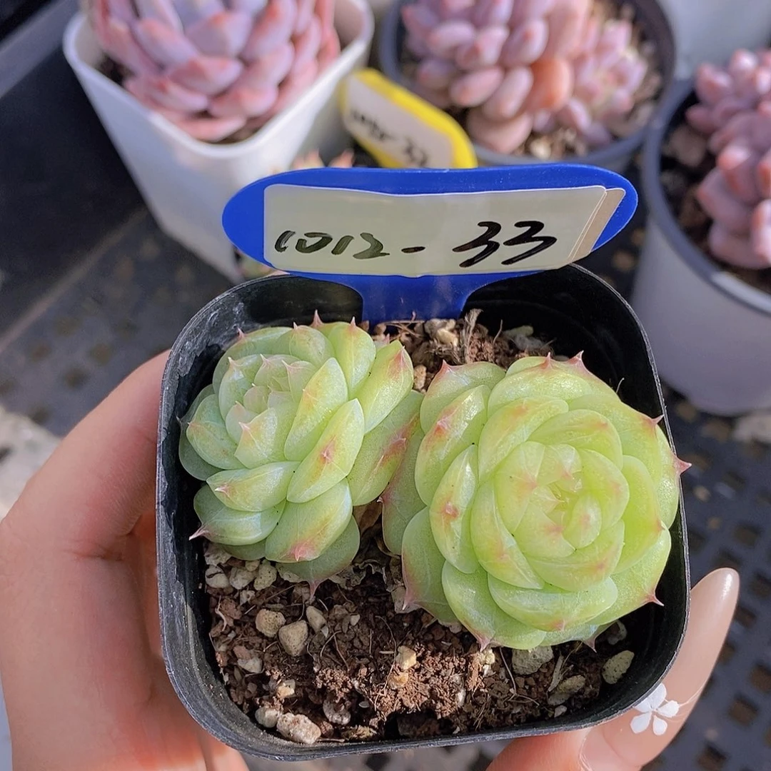 1012-33-宝珠山茶福利一颗一物一拍