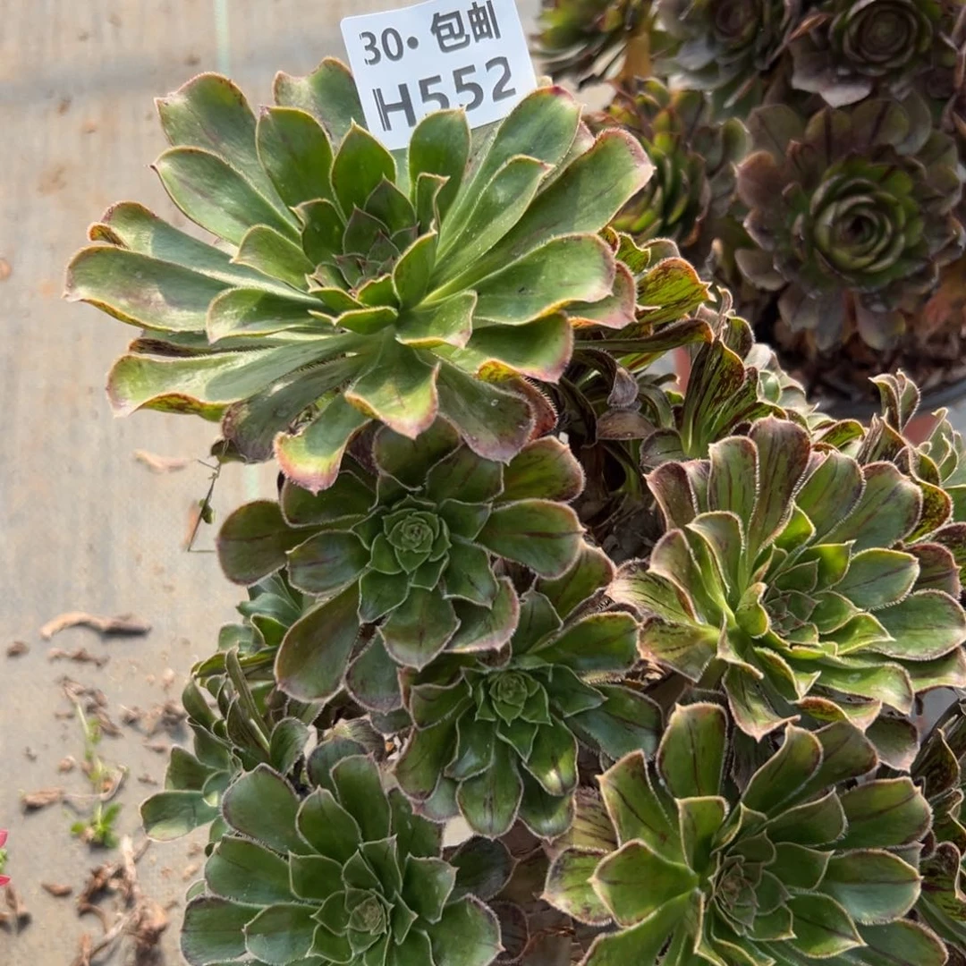 552拉丝锦多肉法师