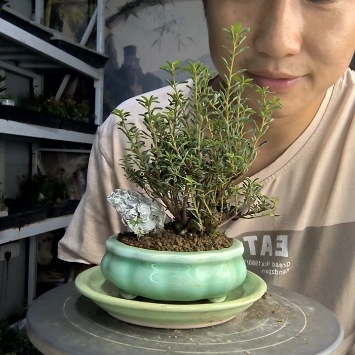 A*a中青园艺一物一拍48