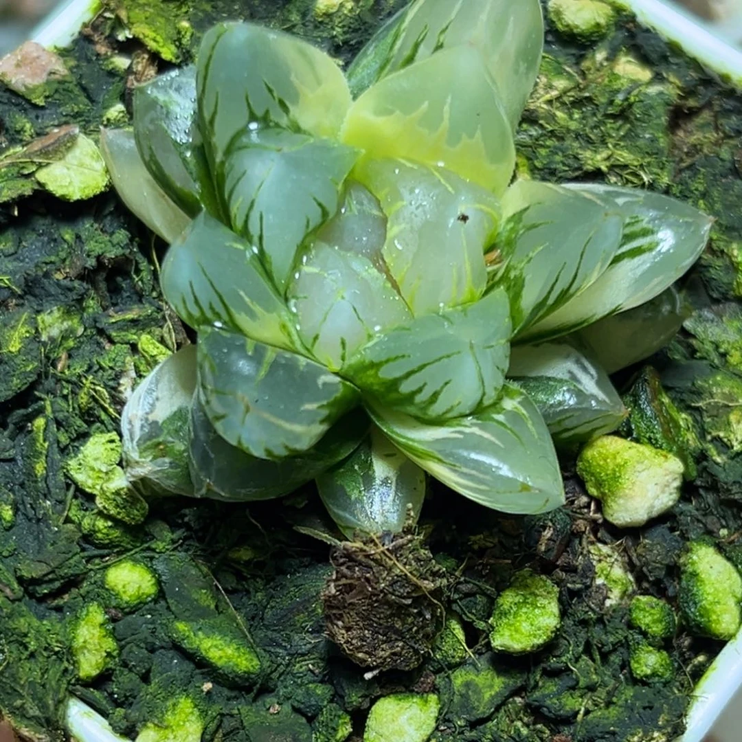 恭喜发财大吉大利0463