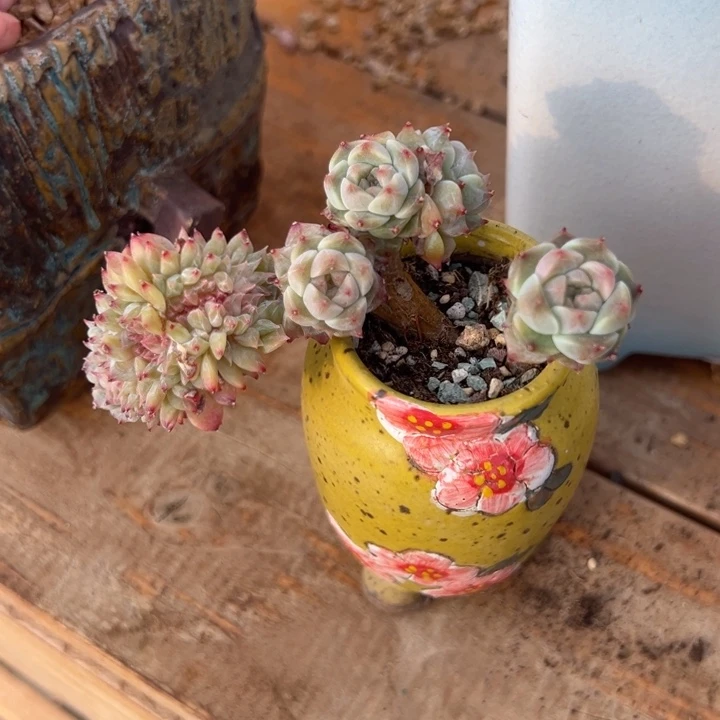 冰魄缀 9公分 送盆