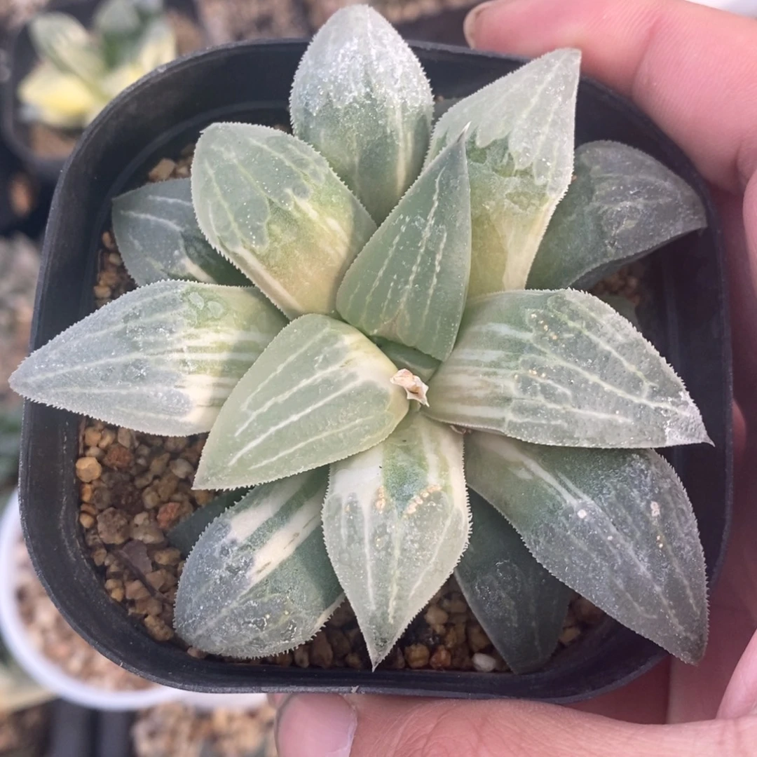 一颗实生磨面寿锦 双11福利