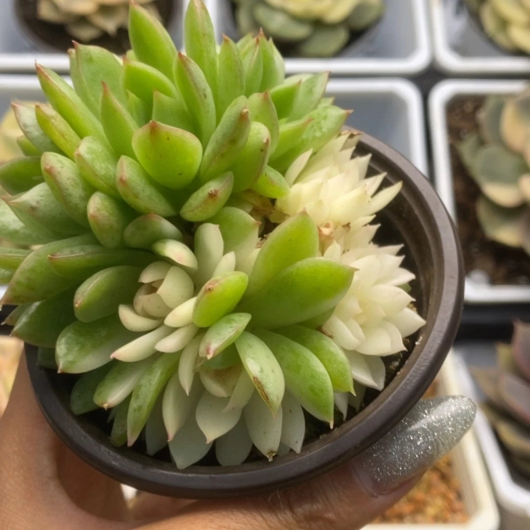 487赤水晶锦锦锦锦锦锦