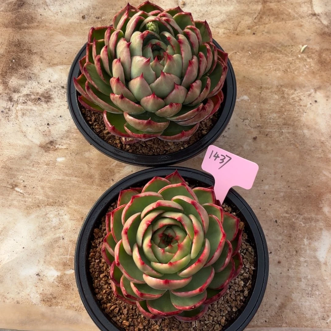 惊鸿仙子好看1437号