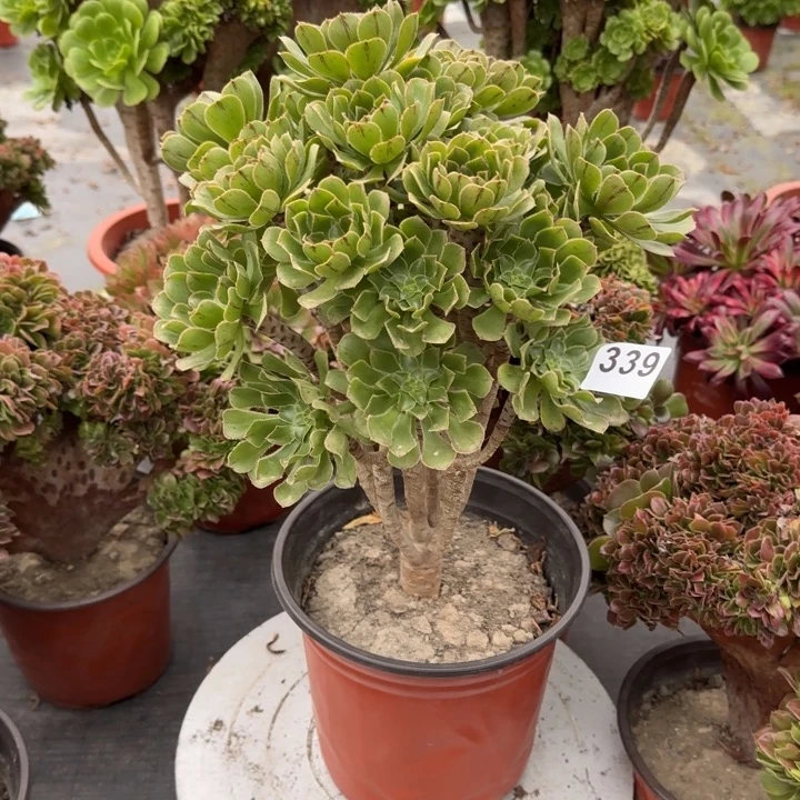 多肉植物绿法师339