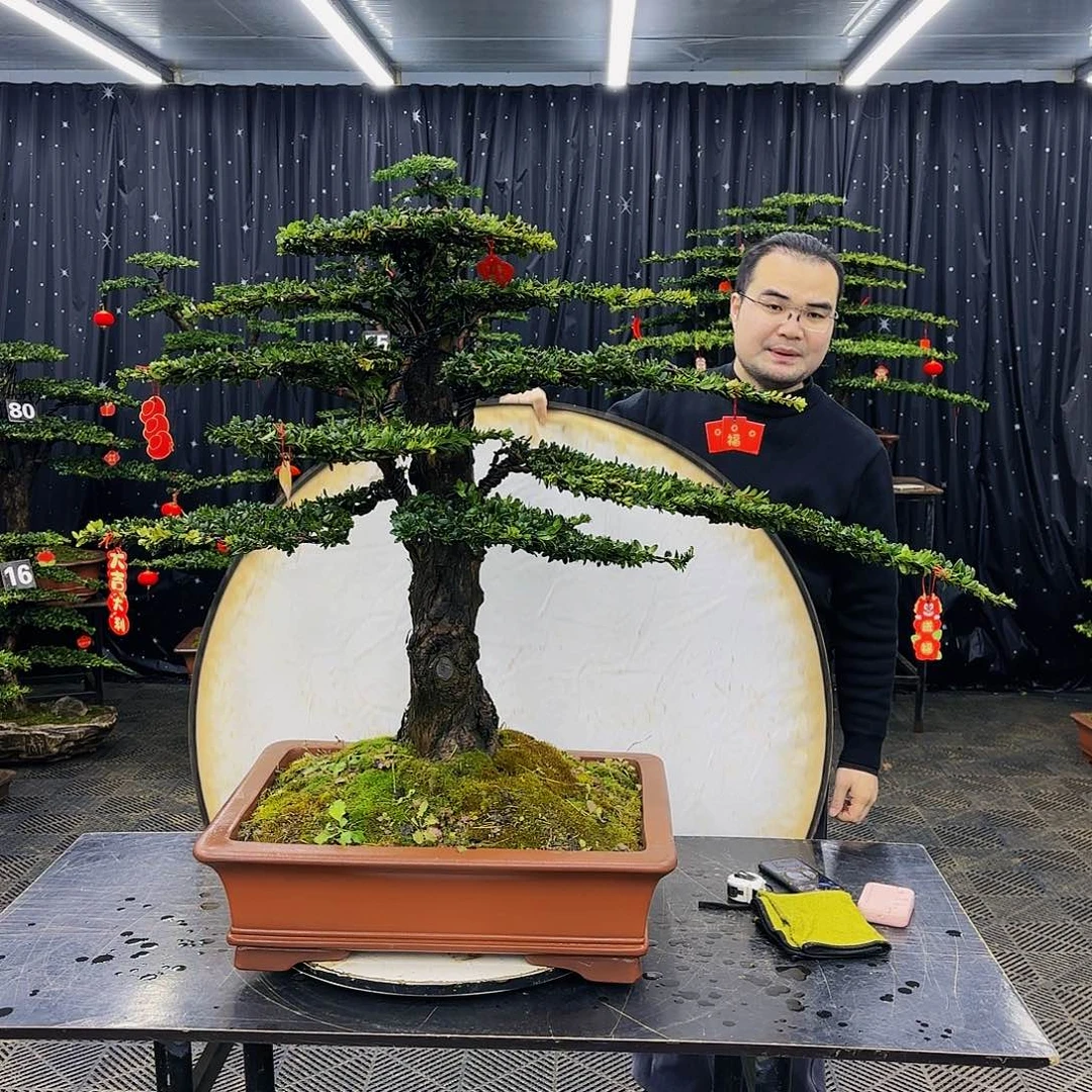 松树柏树造型盆景