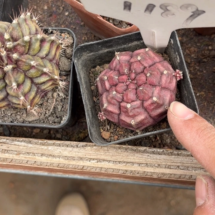 果*儿1189梦想好养皮实好活