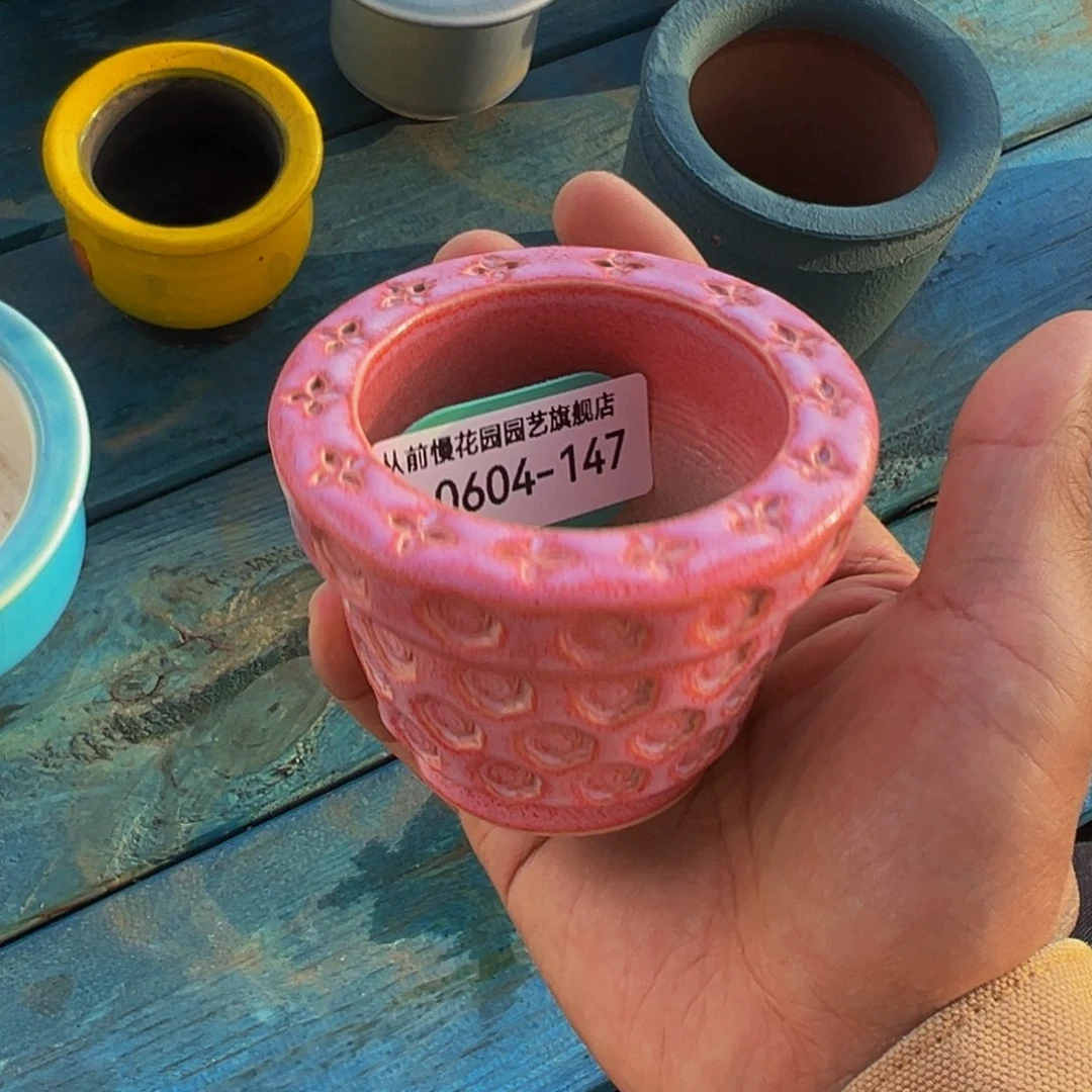 多肉一物一拍0604-147