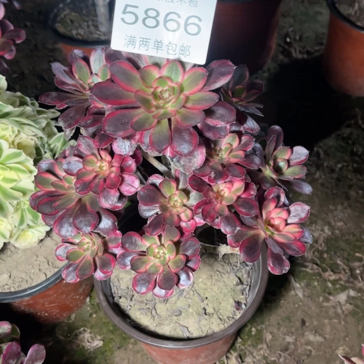 5866香奈多肉的多肉