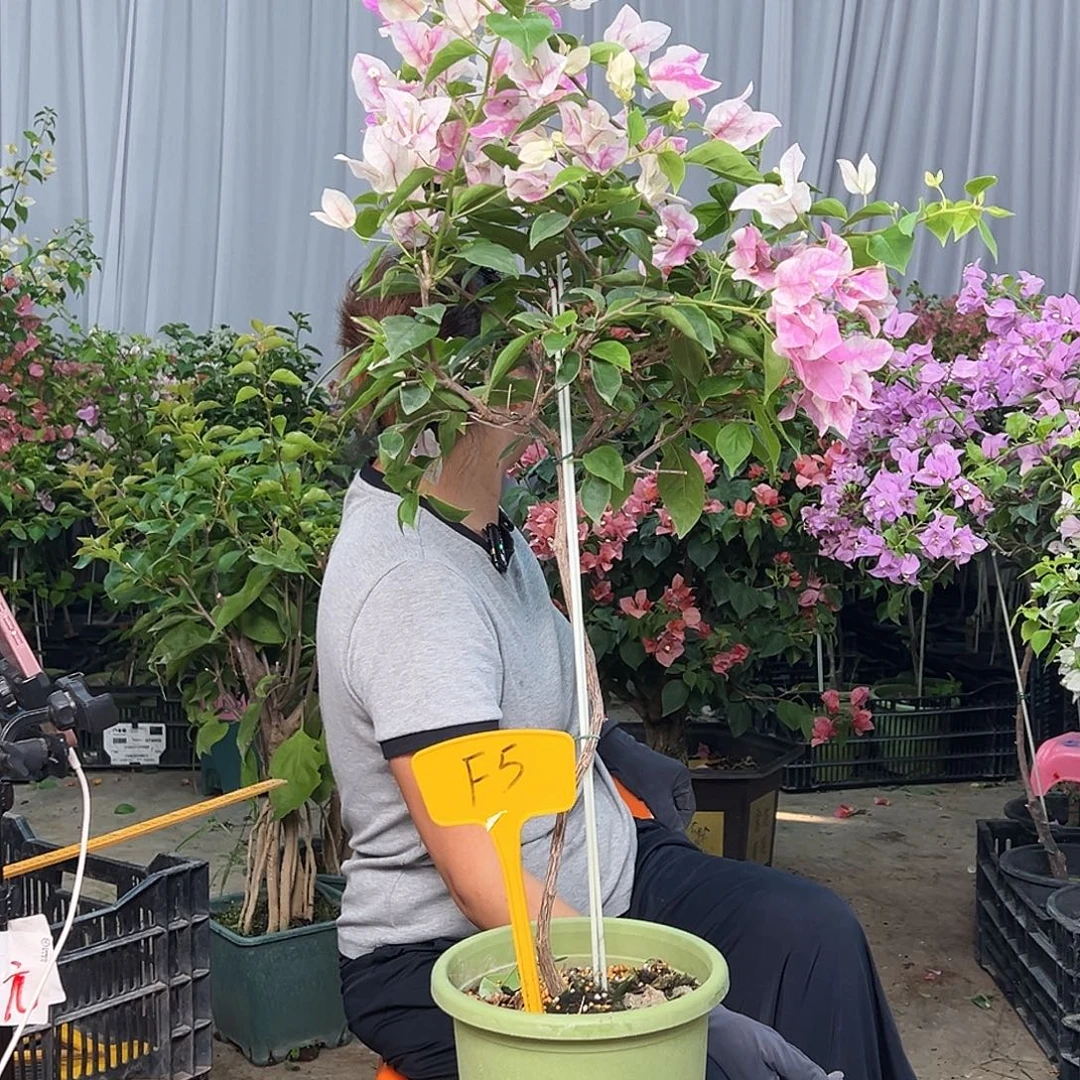 巧***豆当前无花栽培后可以开花F5漳红樱