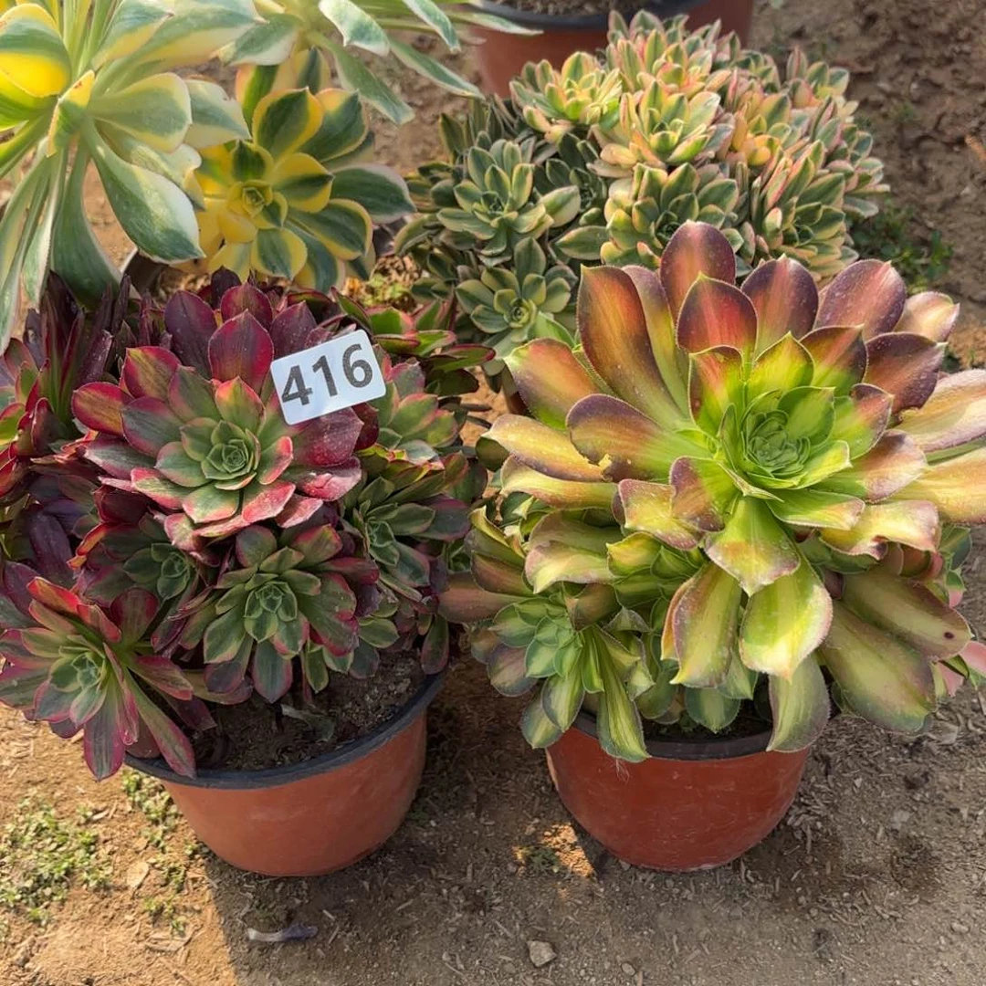 416法师套餐4棵不包损